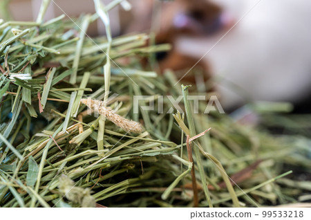 Timothy hay pile in a cage with a blurred guinea pig eating in the background. Timothy hay pile in a cage with a blurred guinea pig eating in the background. 99533218