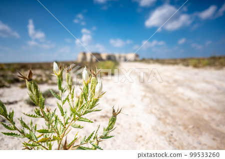 Bractless Stickleaf plant in sandy dry land adjacent to Monument Rocks in Kansas 99533260