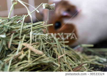 Timothy hay pile in a cage with a blurred guinea pig eating in the background. 99533324