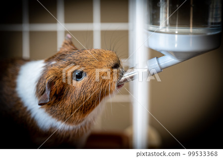 Selective focus on a guinea pig drinking out of a water bottle mounted on the side of a wire cage. Selective focus on a guinea pig drinking out of a water bottle mounted on the side of a wire cage. 99533368