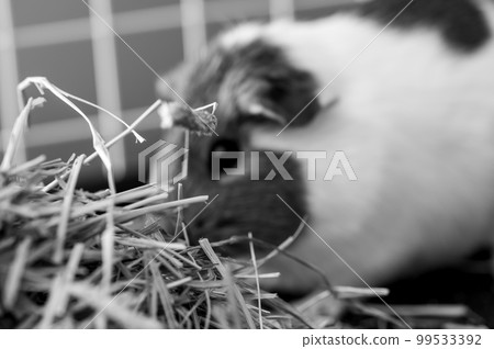 Timothy hay pile in a cage with a blurred guinea pig eating in the background. 99533392