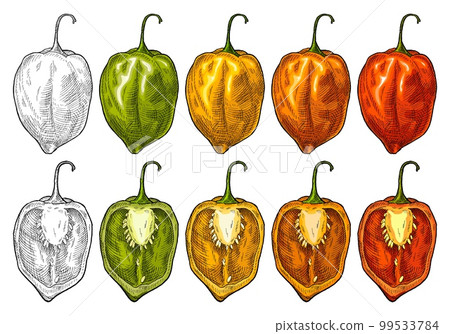 Whole and half pepper habanero. Vintage engraving vector illustration. 99533784