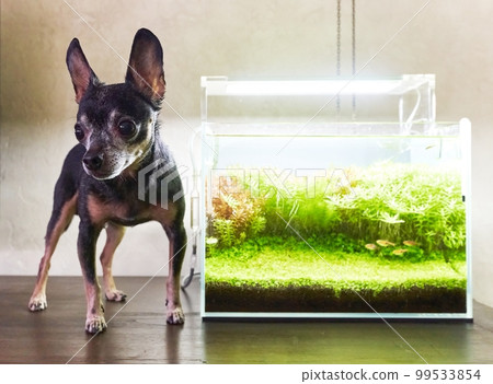 A very small toy terrier dog stands on the table next to a freshwater aquascape aquarium with live plants. A very small toy terrier dog stands on the table next to a freshwater aquascape aquarium with live plants. 99533854