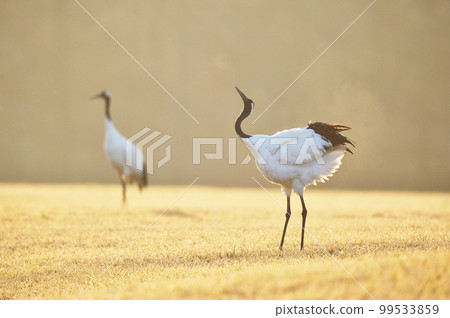 丹頂鶴（北海道鶴居）在金色的早晨陽光普照的草地上擺姿勢 99533859
