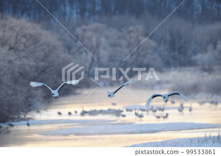 丹頂鶴在早晨的陽光下從被霜凍覆蓋的樹上起飛（北海道鶴居） 99533861