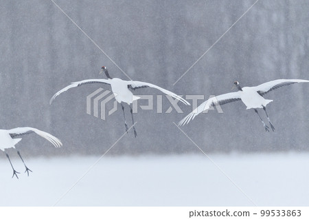 一群丹頂鶴飛過雪原(北海道鶴居) 一群丹頂鶴飛過雪原(北海道鶴居) 99533863