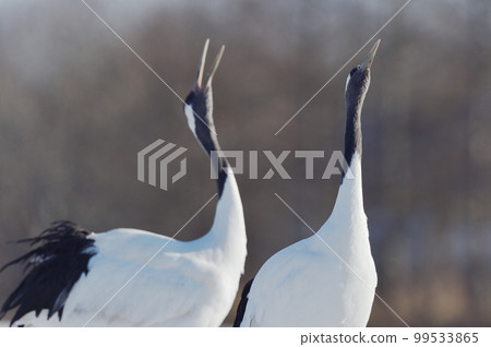 Red-crowned crane singing (Hokkaido) Red-crowned crane singing (Hokkaido) 99533865