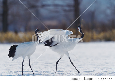 Two Japanese cranes I met under the blue sky (Tsurui, Hokkaido) Two Japanese cranes I met under the blue sky (Tsurui, Hokkaido) 99533867
