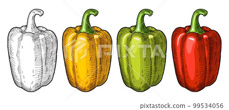Whole red, green, and yellow sweet bell peppers. Vintage hatching vector illustration. 99534056