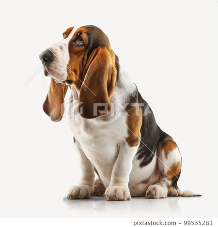 Cute nice red beige yellow dog breed basset hound isolated on white close-up, beautiful pet 99535281