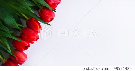 Flowers composition. Red tulip flowers isolated on white background. Spring, summer concept. 99535423