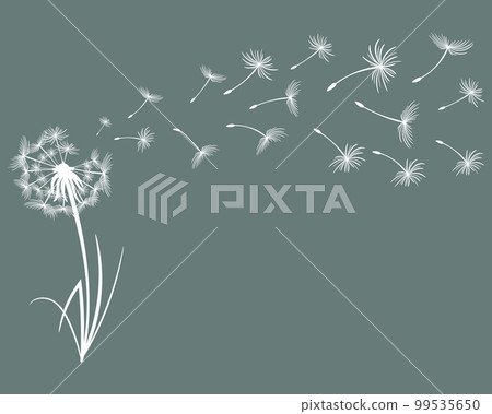 Outline dandelions with flying fluffy seeds. Sketch, illustration, vector Outline dandelions with flying fluffy seeds. Sketch, illustration, vector 99535650