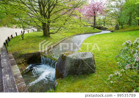 Stream and old awe wooden bridge and  enkianthus  campanulatus(at right)   and cherry blossom in distance in japanese garden in Hasselt 99535789
