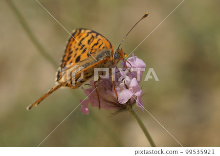 Closeup on a colorful female Spotted Fritillary butterfly, Melitaea didyma on a pink scabious flower Closeup on a colorful female Spotted Fritillary butterfly, Melitaea didyma on a pink scabious flower 99535921