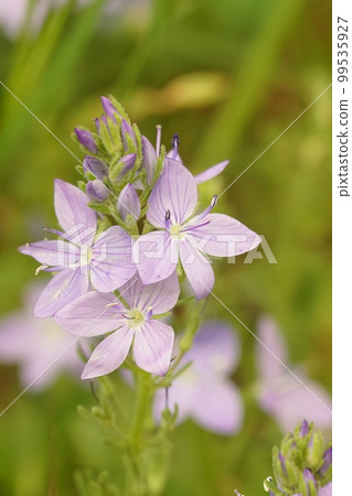 Closeup on a light blue Mediterranean limestone speedwell flower, Veronica orsiniana 99535927