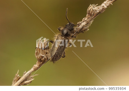 Closeup on a hairy Mediterranean Enicopus beetle , hanging on a dried straw Closeup on a hairy Mediterranean Enicopus beetle , hanging on a dried straw 99535934