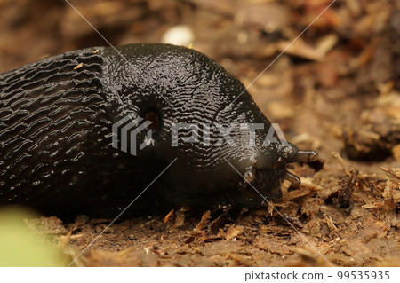 Closeup on a large slmiy, air-breathing ash-black land slug, Limax cinereoniger Closeup on a large slmiy, air-breathing ash-black land slug, Limax cinereoniger 99535935