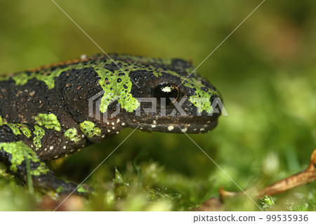 Closeup on the head of a threatened French marbled newt, Triturus marmoratus Closeup on the head of a threatened French marbled newt, Triturus marmoratus 99535936