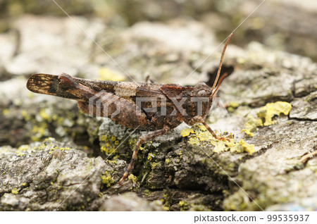Closeup on the blue-winged grasshopper, Oedipoda caerulescens sittin the sand at the Belgian coast Closeup on the blue-winged grasshopper, Oedipoda caerulescens sittin the sand at the Belgian coast 99535937