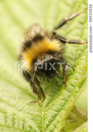 Closeup on the forest four colored cuckoo-bumblebee, Bombus sylvestris on a green leaf in the garden Closeup on the forest four colored cuckoo-bumblebee, Bombus sylvestris on a green leaf in the garden 99535938