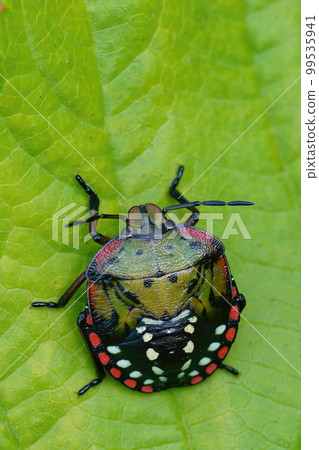 Closeup of a colorful green nymph of the Southern Green Stink Bug, Nezara virudula in the garden 99535941