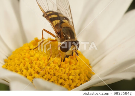Closeup of a Migrant hoverfly, Eupeodes corollae, on a white pretty daisy flower in the garden 99535942