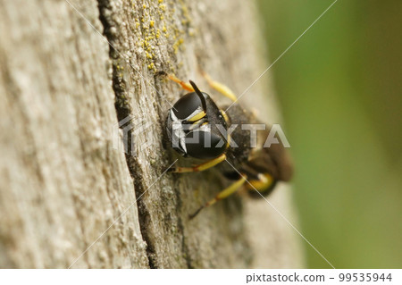 Facial closeup on a black and yellow square headed Ectemnius wasp sitting on wood Facial closeup on a black and yellow square headed Ectemnius wasp sitting on wood 99535944