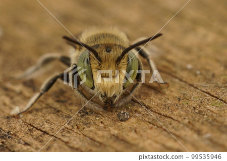 Facial closeup on a green-eyed Mediterranean male leafcutter bee, Megachile species, sitting on wood 99535946