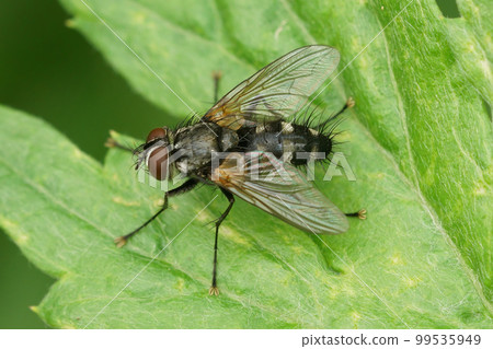 Closeup on a hairy, Tachinid fly, Thelaira nigripes, sitting on a green leaf in the garden 99535949