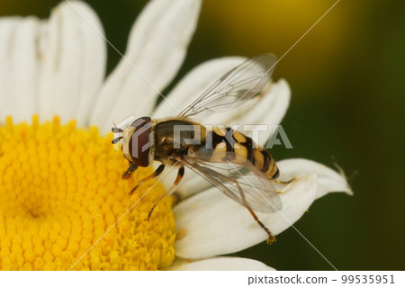 Closeup of a Migrant hoverfly, Eupeodes corollae, on a white pretty daisy flower in the garden 99535951