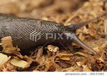 Closeup on a large slimy, air-breathing ash-black land slug, Limax cinereoniger 99535965