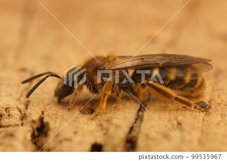 Closeup on a female of the Common furrow bee, Lasioglossum calceatum sitting on wood 99535967