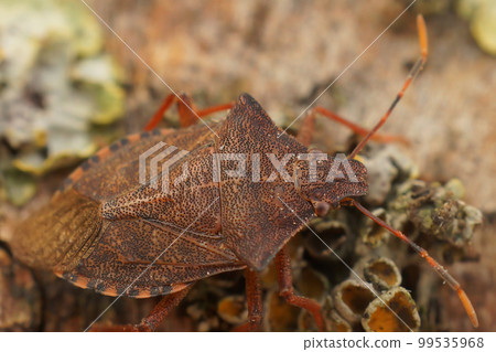 Detailed Closeup on the brown Dock leaf bug, Arma custos sitting on a twig 99535968