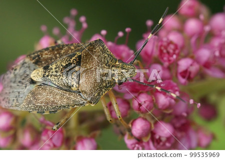 Closeup on the European mottled shieldbug, Rhaphigaster nebulosa sitting in the vegetation 99535969