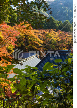 Autumn leaves of Kojakuji Temple in Korankei, Asuke-cho, Toyota City, Aichi Prefecture, Japan 99536476
