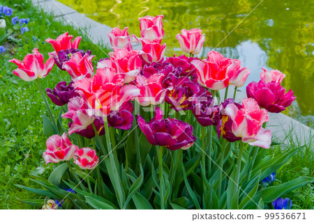 Colorful spring meadow with fringed pink and white tulip, purple tulip flowers Colorful spring meadow with fringed pink and white tulip, purple tulip flowers 99536671