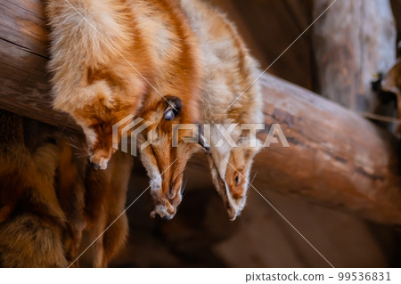 Row of fox fur pelts hanging on wooden log 99536831