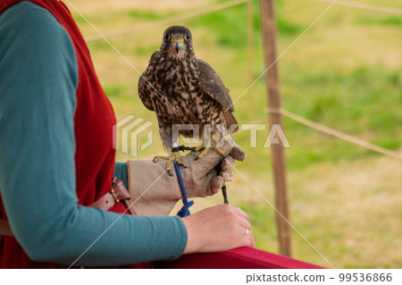 Trained falcon sitting on woman hand at historical festival Trained falcon sitting on woman hand at historical festival 99536866