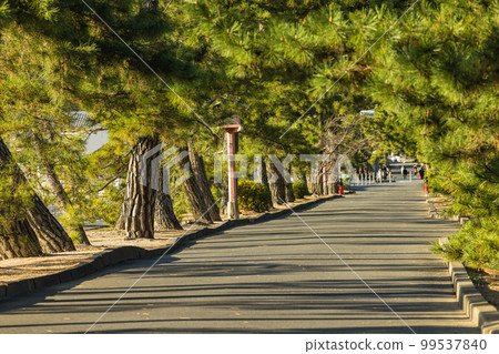 Japan Pine trees along the approach to Kibitsu Shrine in Kibitsu, Kita Ward, Okayama City, Okayama Prefecture 99537840