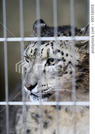Snow leopard with sharp eyes 99538008