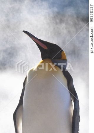 King penguin standing King penguin standing 99538137