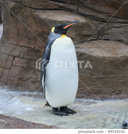 King penguin standing King penguin standing 99538142