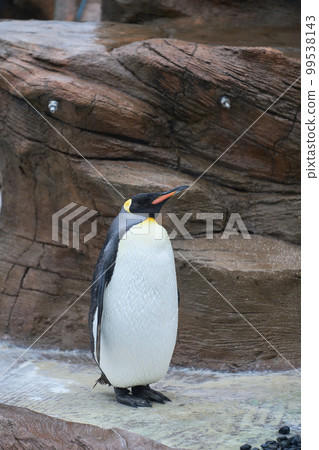 King penguin standing King penguin standing 99538143