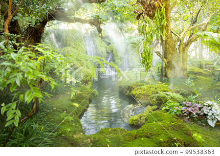 Beautiful spring moss and fern in the garden under big trees, Chiang Mai, Thailand 99538363