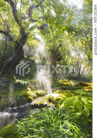 Beautiful spring moss and fern in the garden under big trees, Chiang Mai, Thailand Beautiful spring moss and fern in the garden under big trees, Chiang Mai, Thailand 99538364