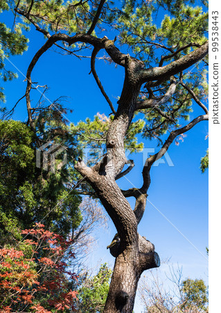 Pine tree Pine tree 99538443