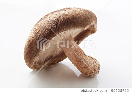 Shiitake mushroom studio shot 99538733