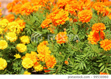 萬壽菊花 99538960