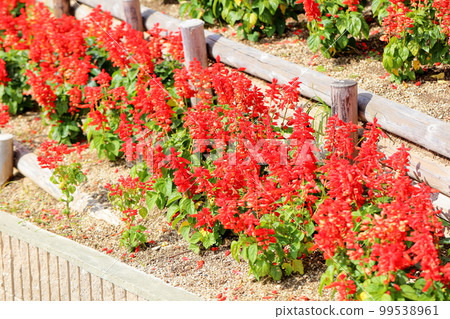 Salvia Splendens花 99538961