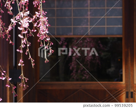 將軍塚青龍傳的櫻花 將軍塚青龍傳的櫻花 99539205